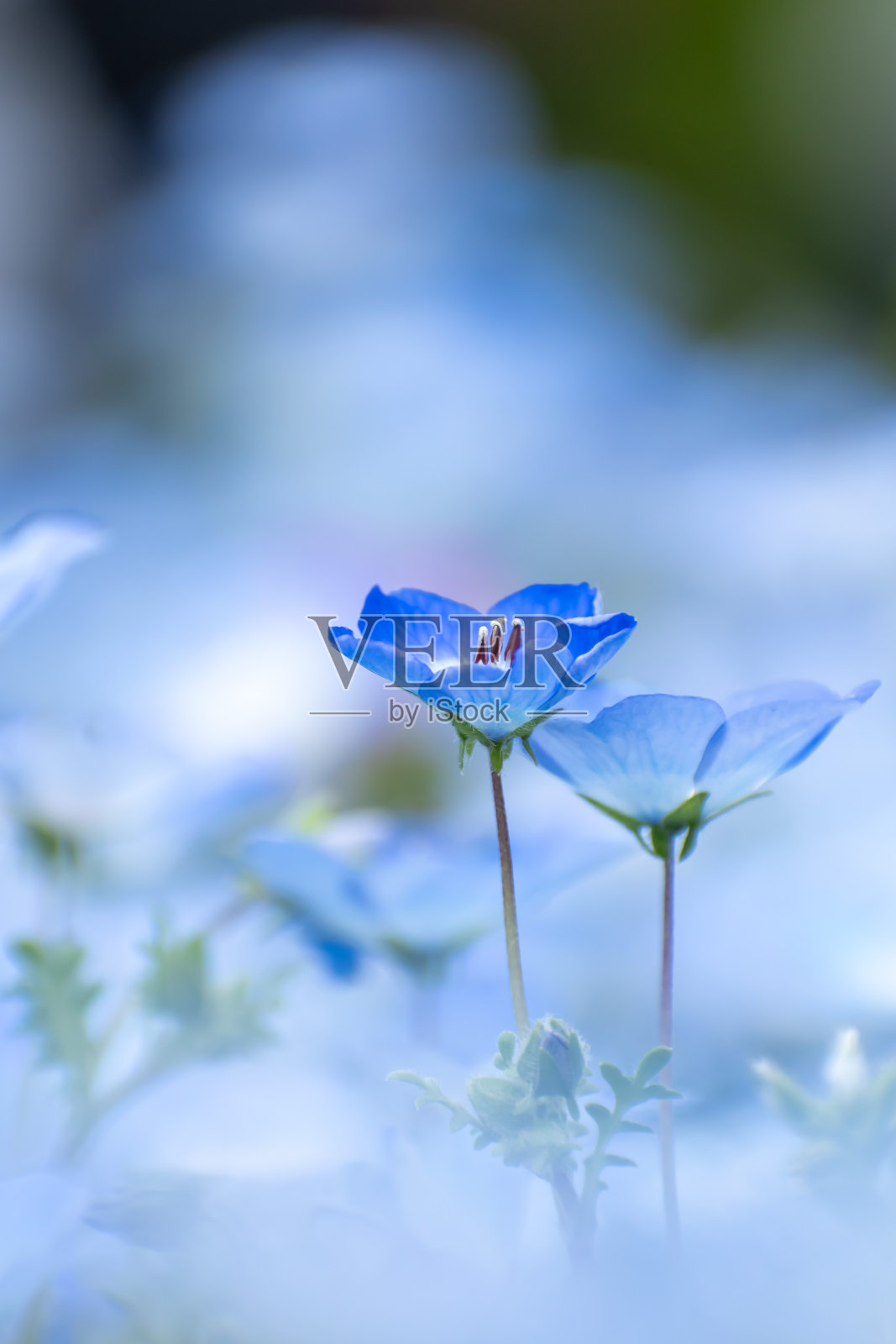 Nemophila照片摄影图片