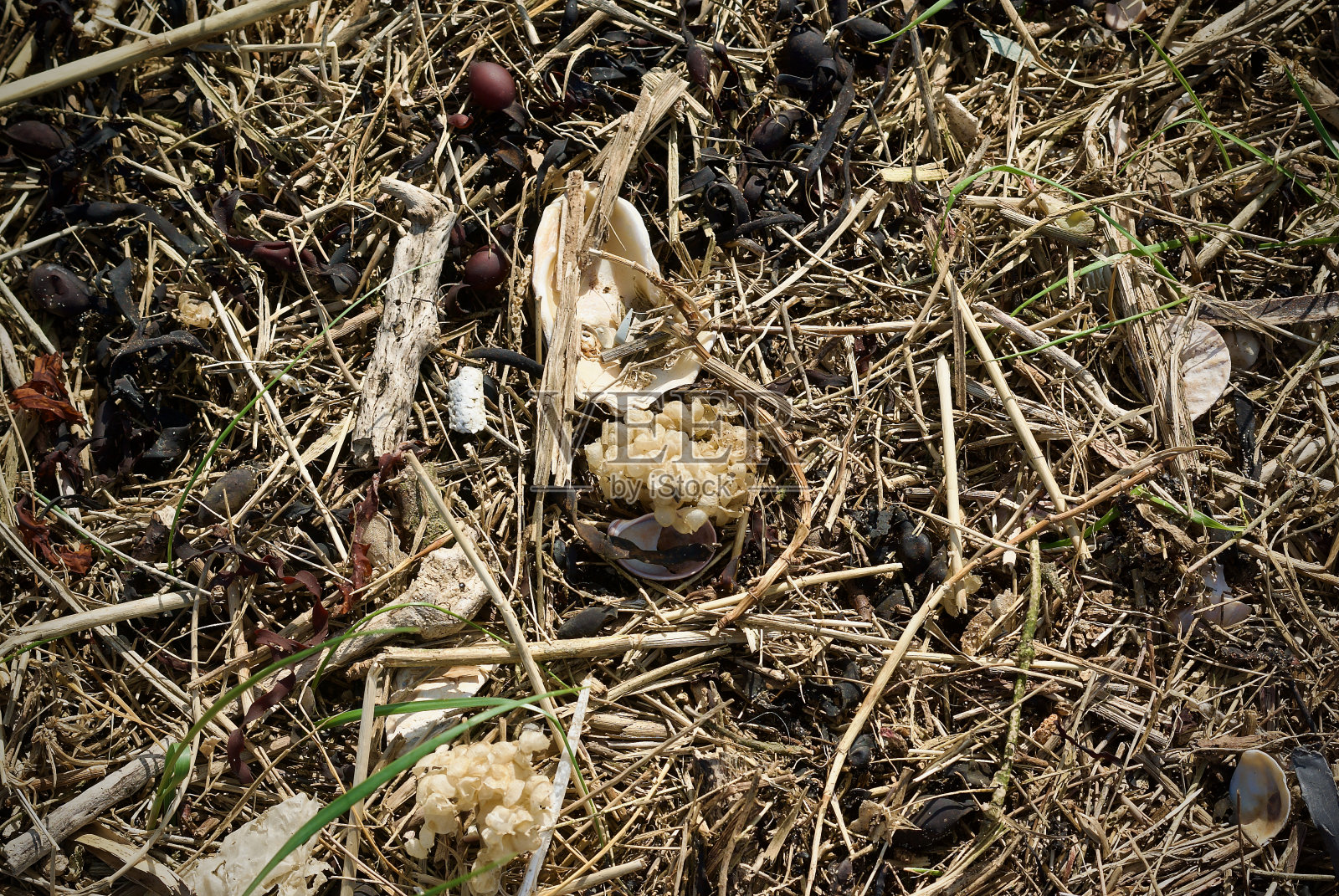 牡蛎壳和海藻的海滩质感照片摄影图片