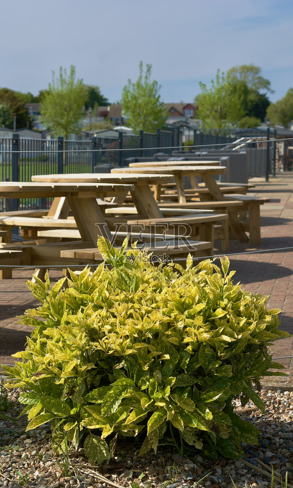 明亮的灌木与野餐桌的背景照片摄影图片