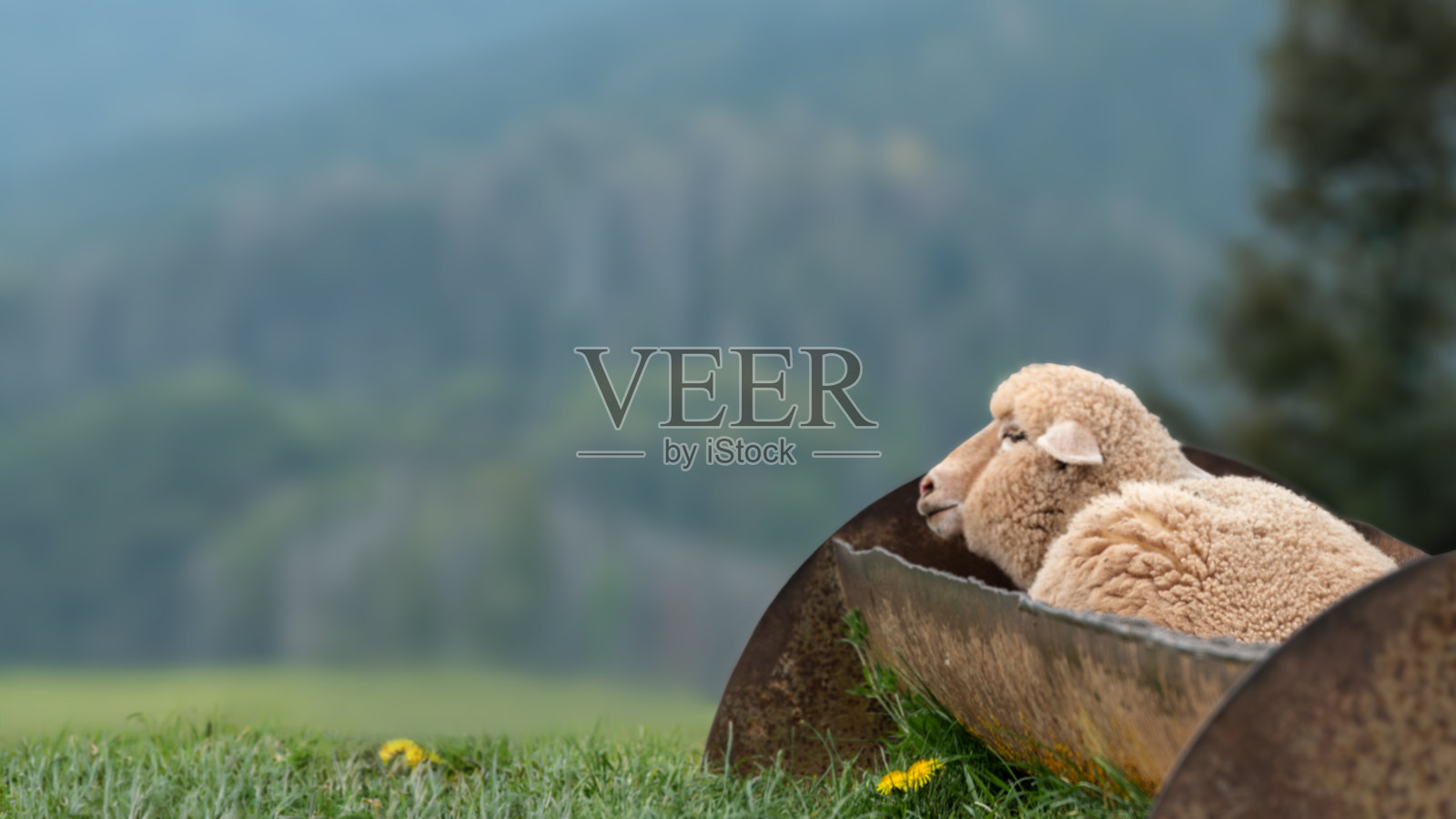 一只羊睡在空水槽里照片摄影图片