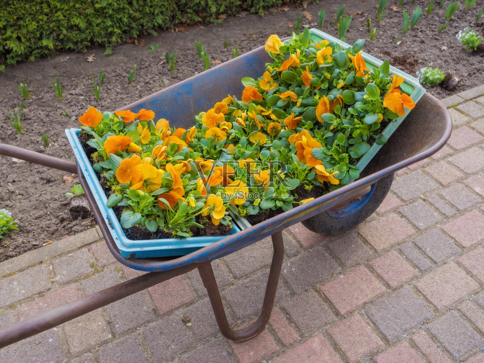 大量的黄花-三色堇,紫罗兰,花苗,春天在花园,公园,花卉栽培工作。照片摄影图片