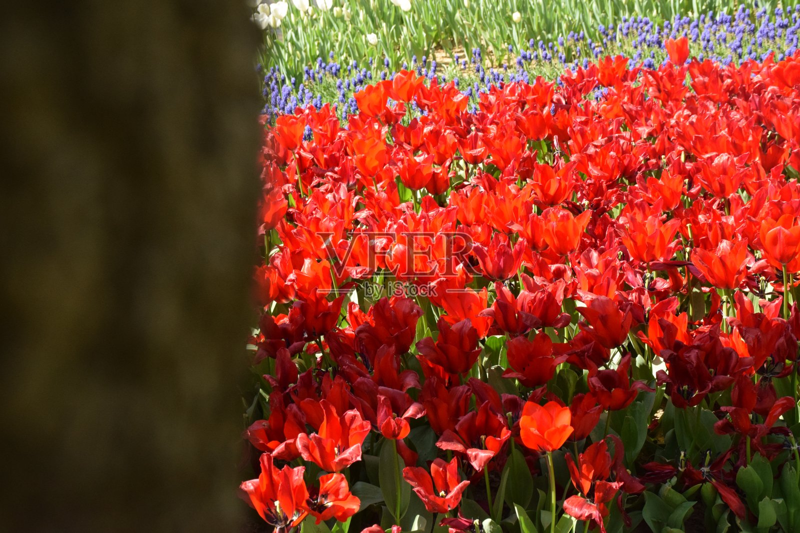 花园里的郁金香。照片摄影图片