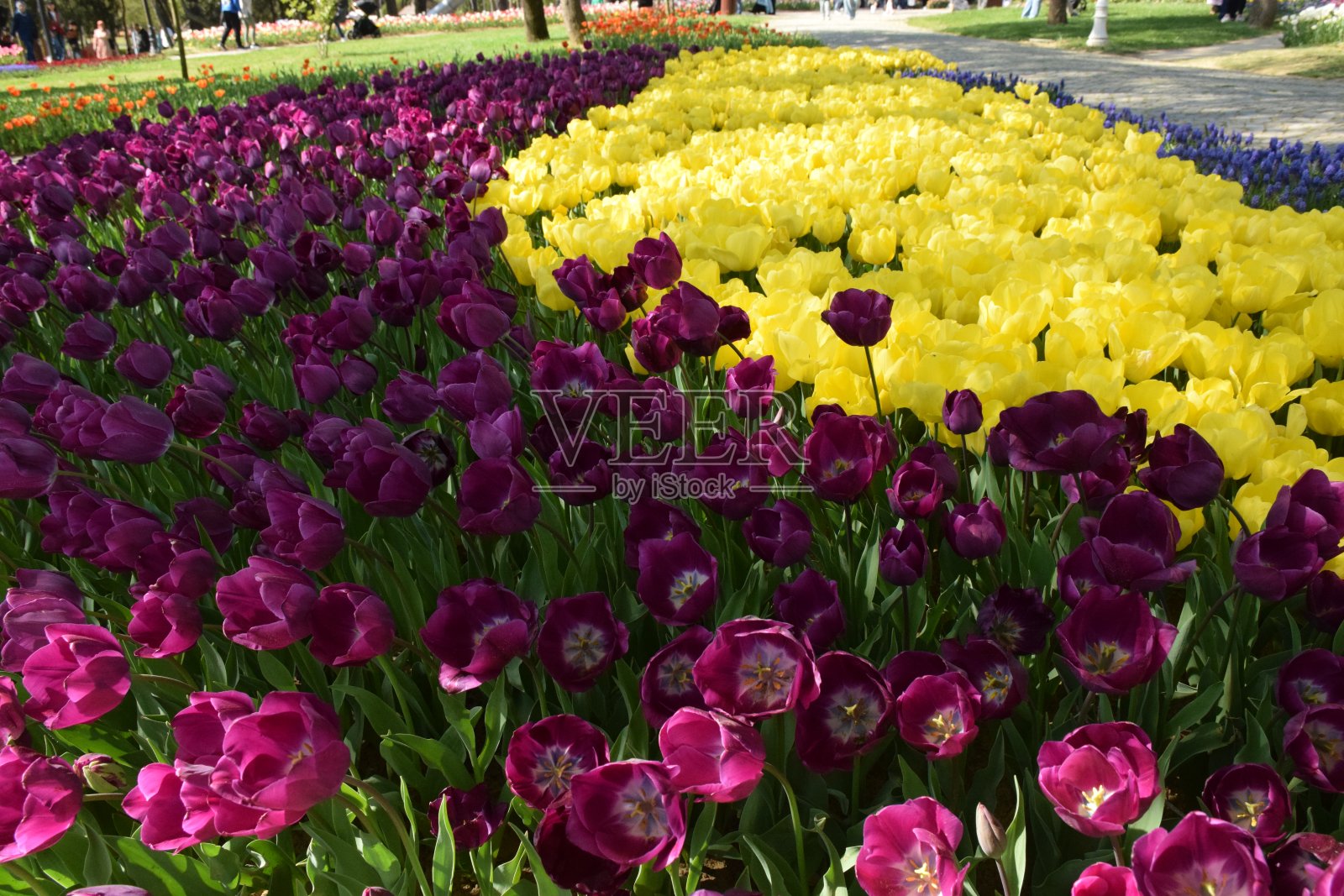 花园里的郁金香。照片摄影图片