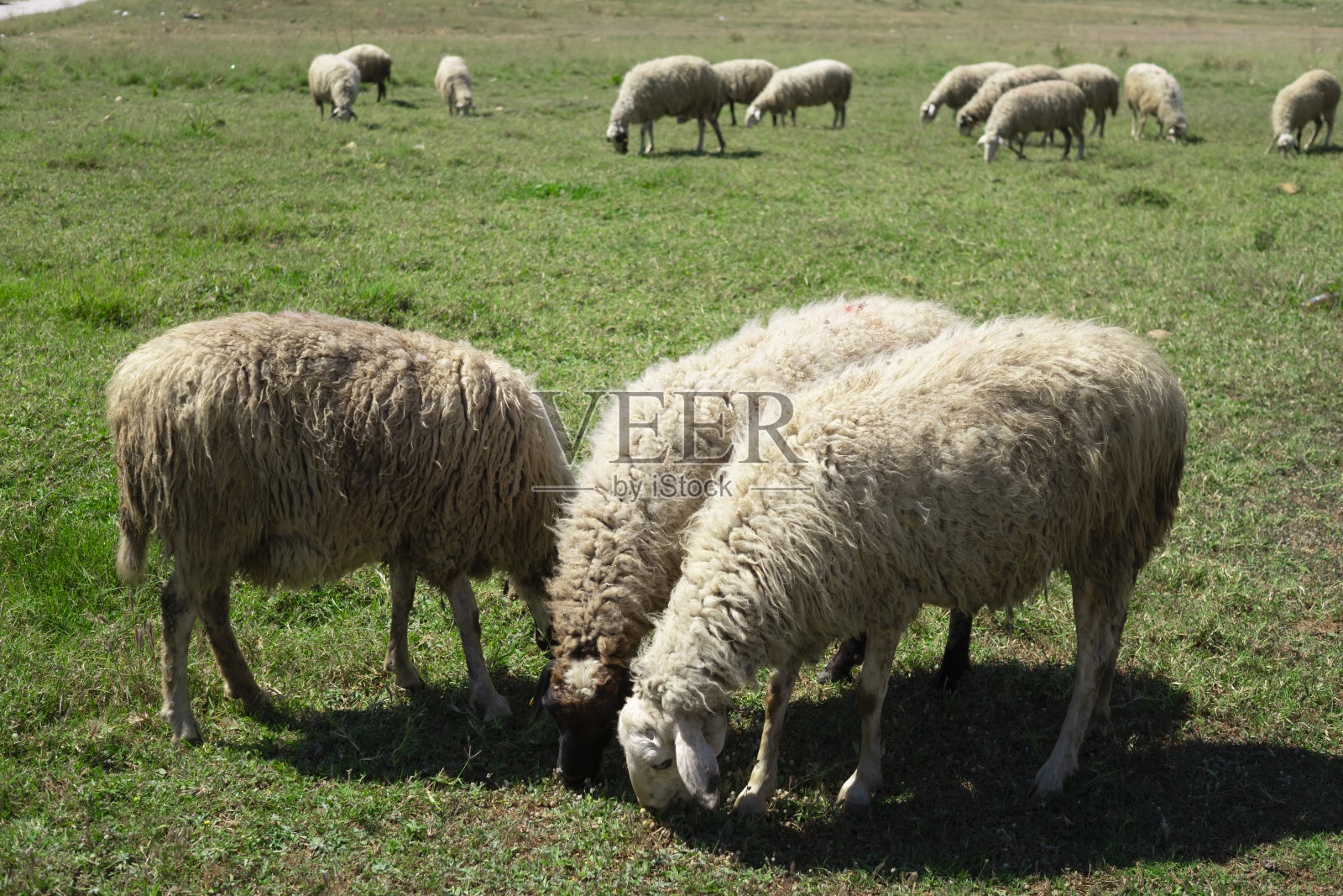 一群羊在田野里吃草照片摄影图片
