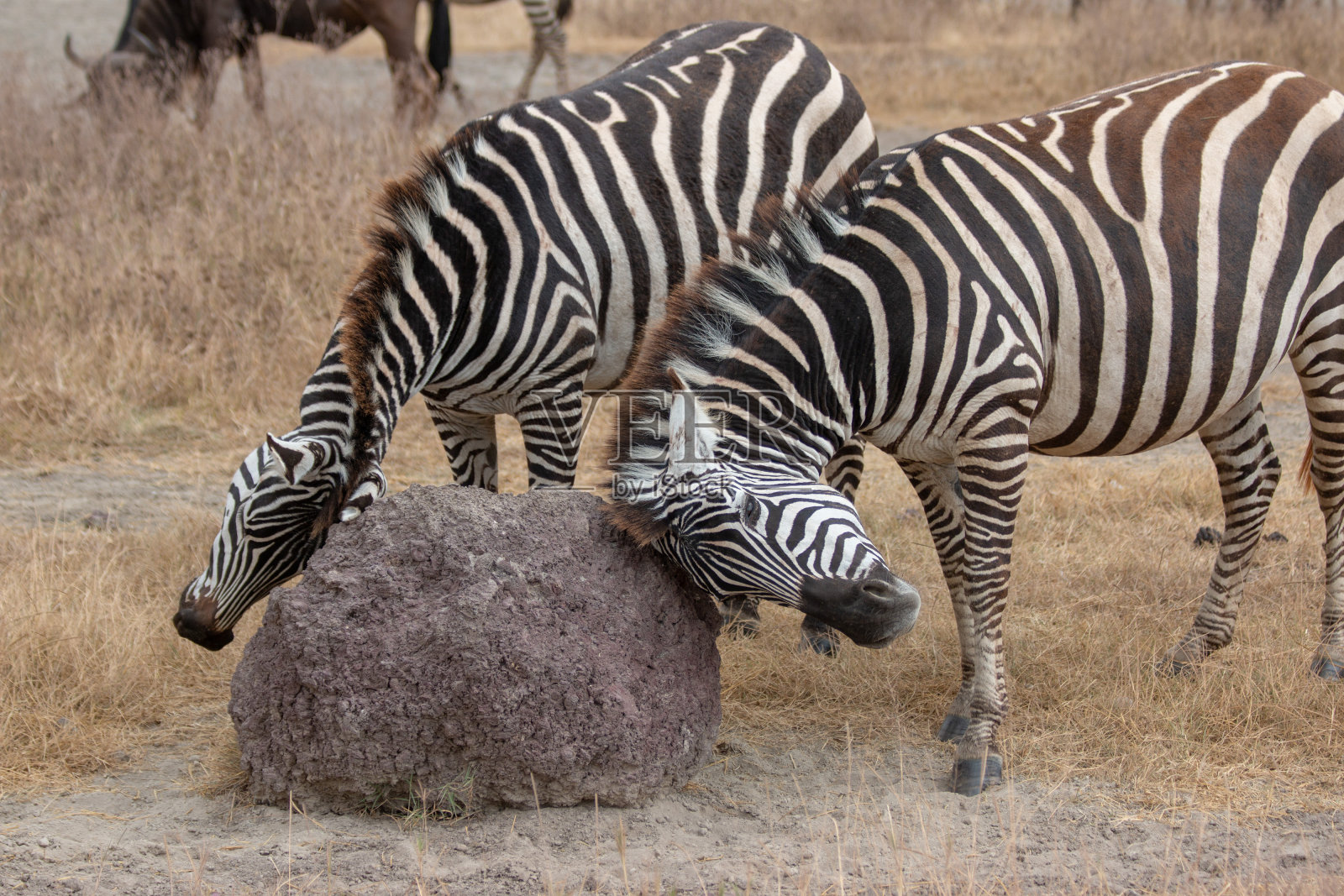 两个斑马照片摄影图片