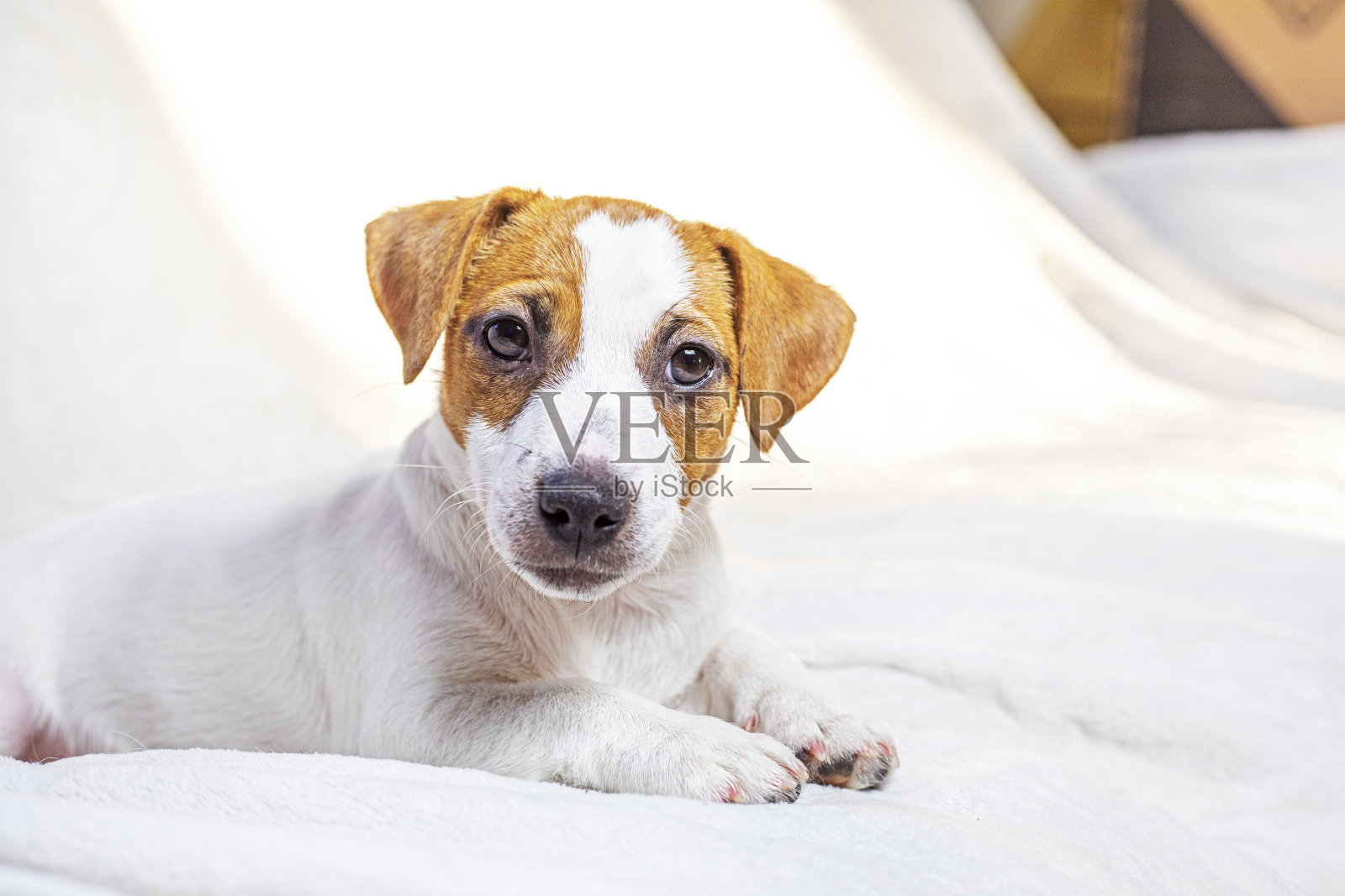 漂亮的杰克罗素小猎犬躺在沙发上。照顾幼犬照片摄影图片