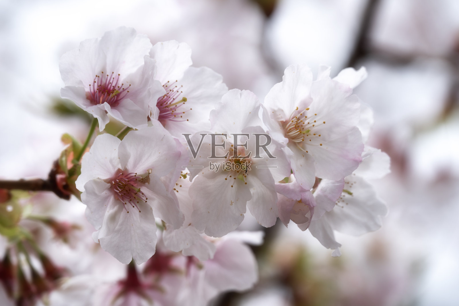 樱花,樱花在台湾的春天照片摄影图片