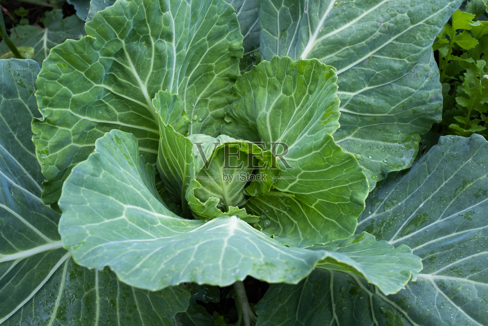 一棵白卷心菜在生长,俯视图。背景从一个绿色卷心菜叶子出版,海报,日历,帖子,屏幕保护程序,壁纸,封面,网站。高质量照片照片摄影图片