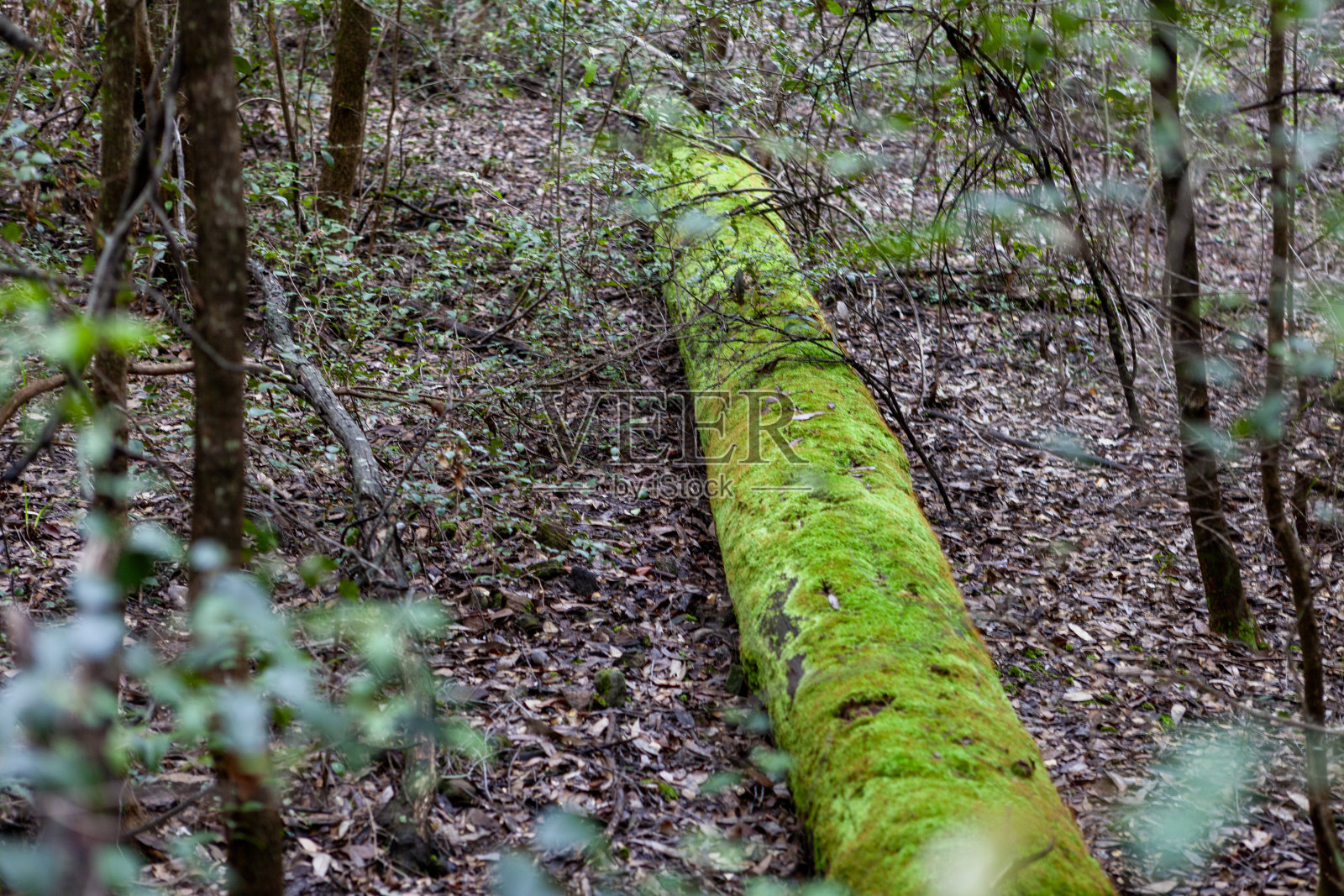 澳大利亚新南威尔士州蓝山国家公园的Wollangambe河/峡谷区照片摄影图片