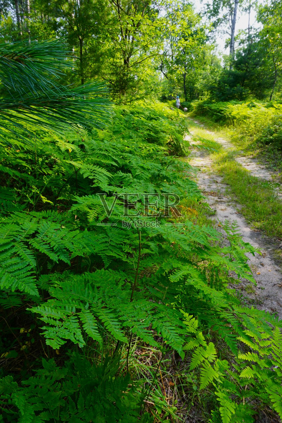 蕨类植物、蕨类植物、白杨、桦树和云杉在上密歇根的北方森林照片摄影图片