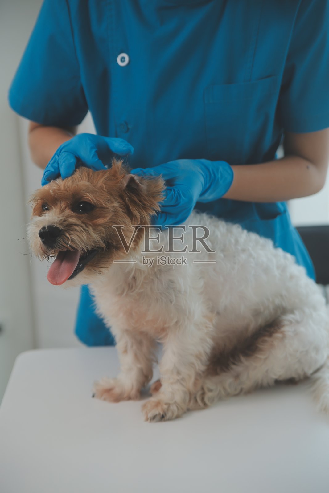 兽医诊所用听诊器检查狗狗的手特写照片摄影图片