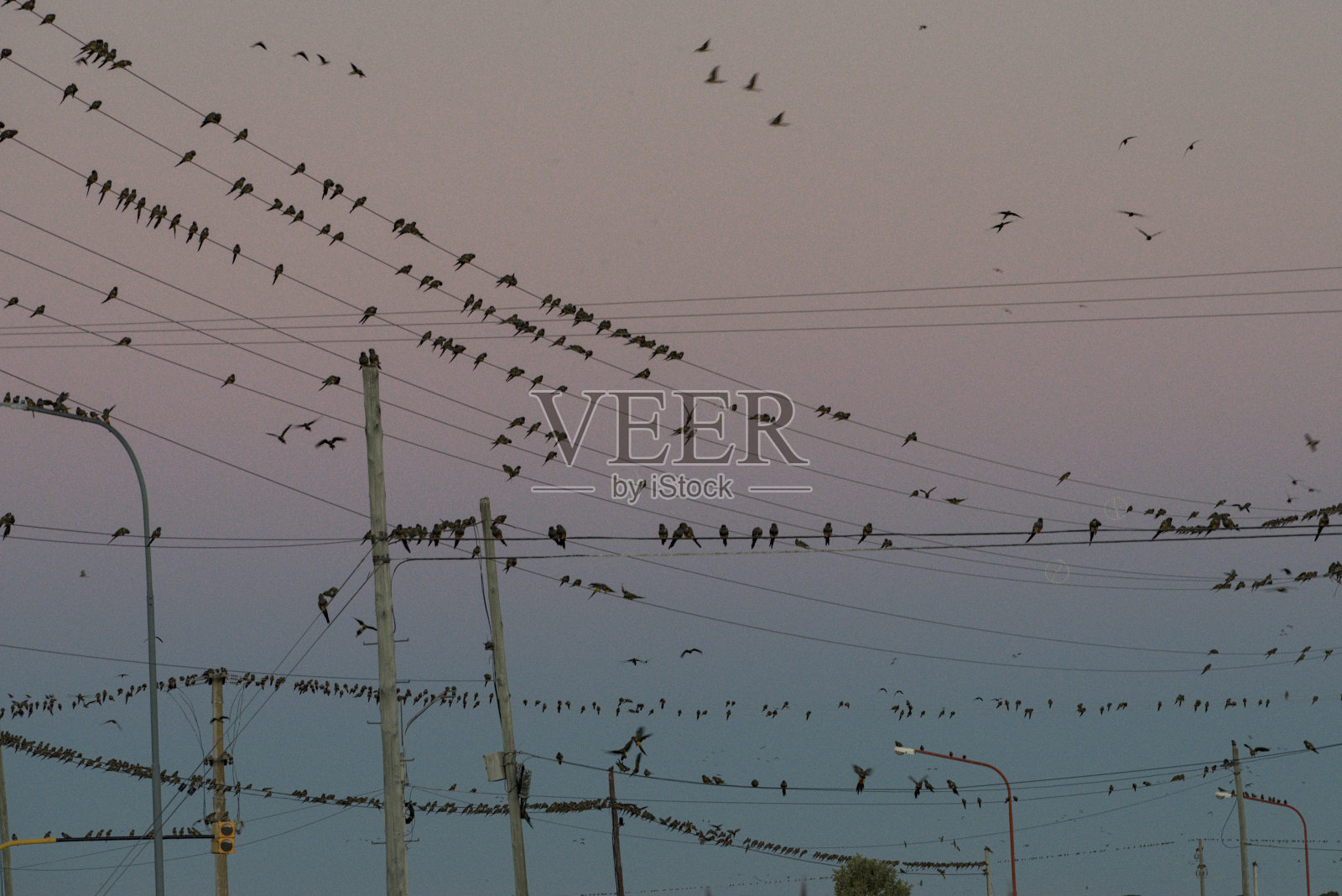 鸟儿栖息在电线上照片摄影图片