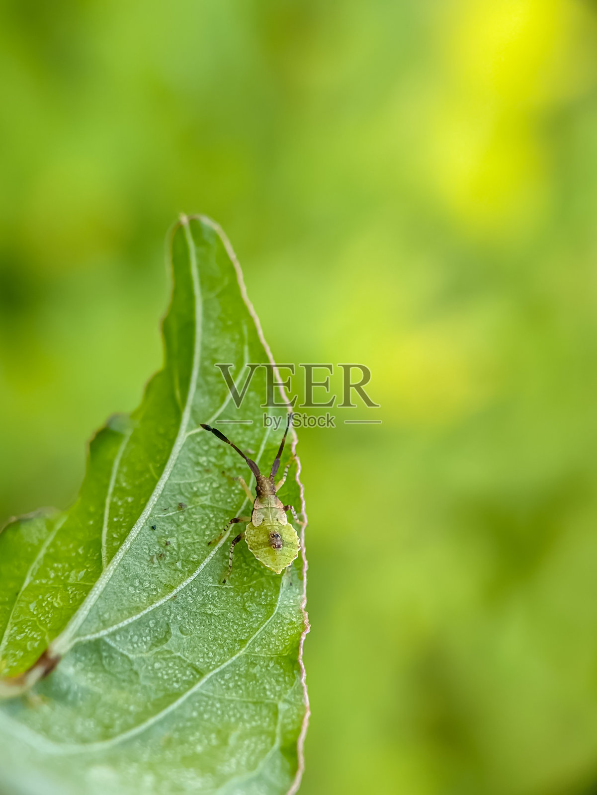 幼小的昆虫还没有长出翅膀照片摄影图片