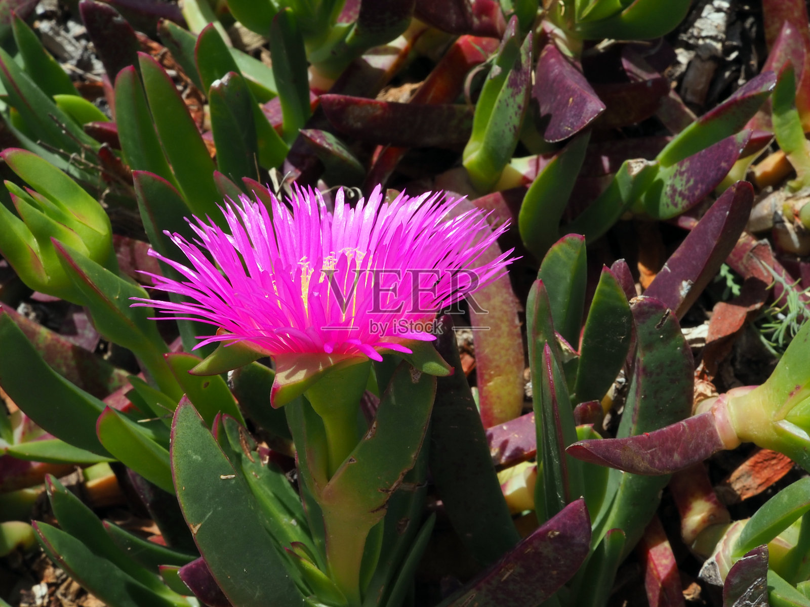 美丽的丁香花:Carpobrótus Edulis侧视图照片摄影图片