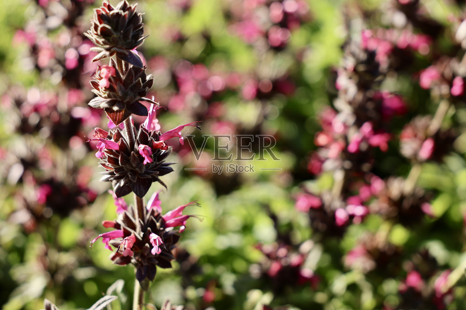 漂亮的粉色小花特写照片摄影图片
