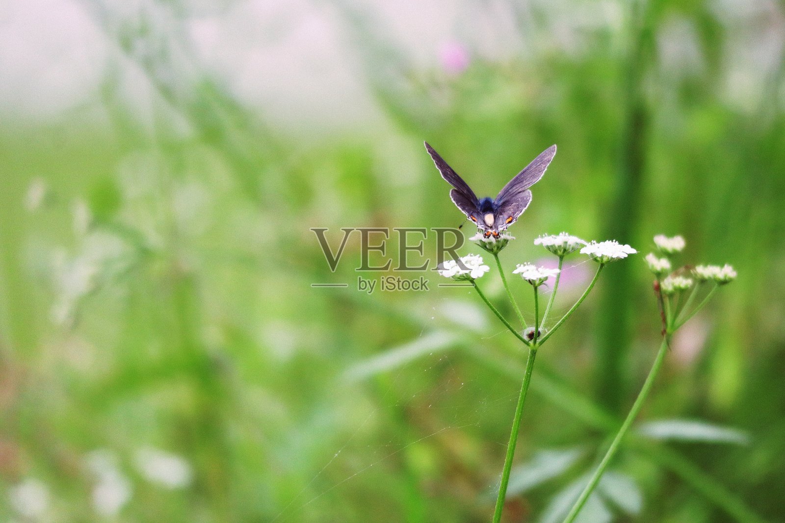 小蝴蝶展开翅膀在树篱欧芹照片摄影图片