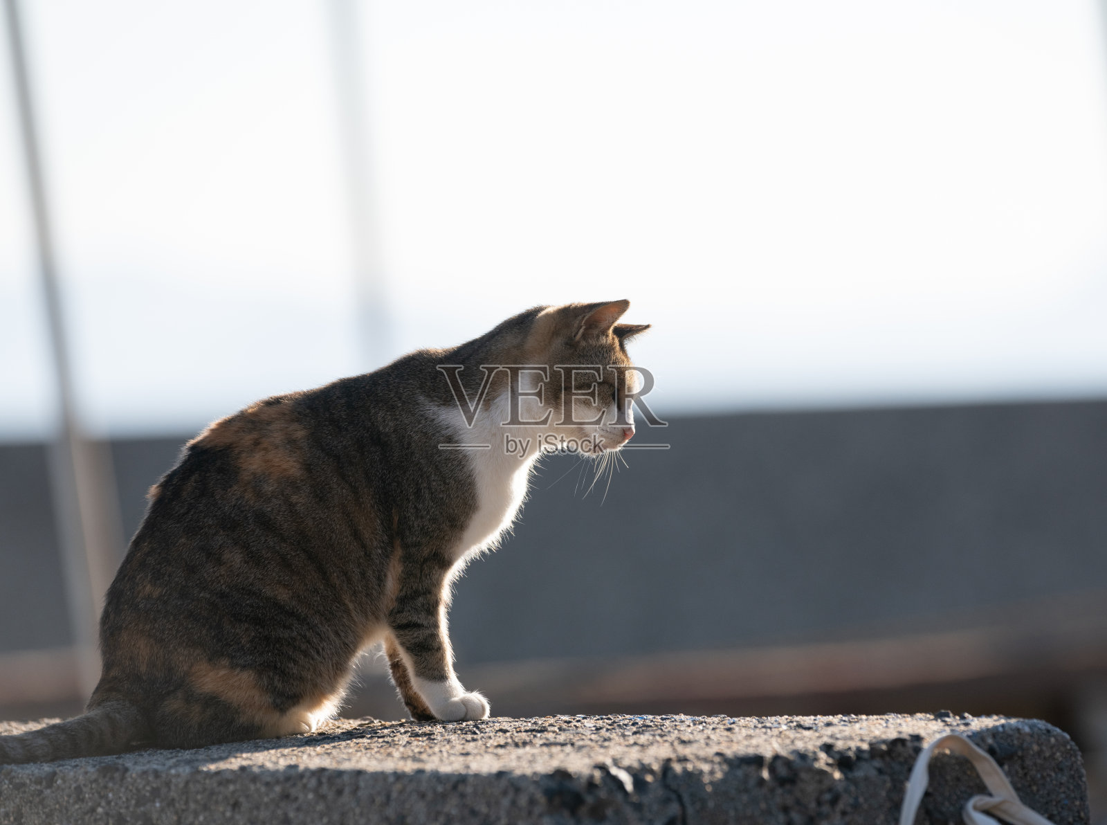 猫在堤岸上休息照片摄影图片