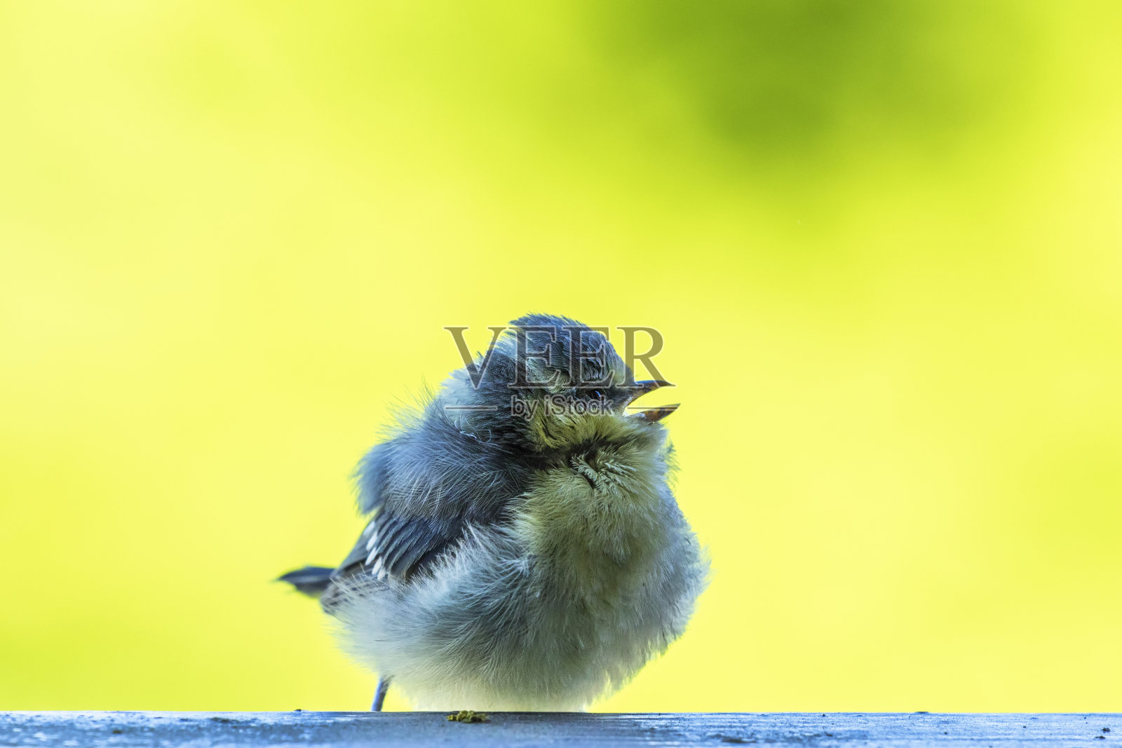年轻的蓝山雀在乞求食物照片摄影图片