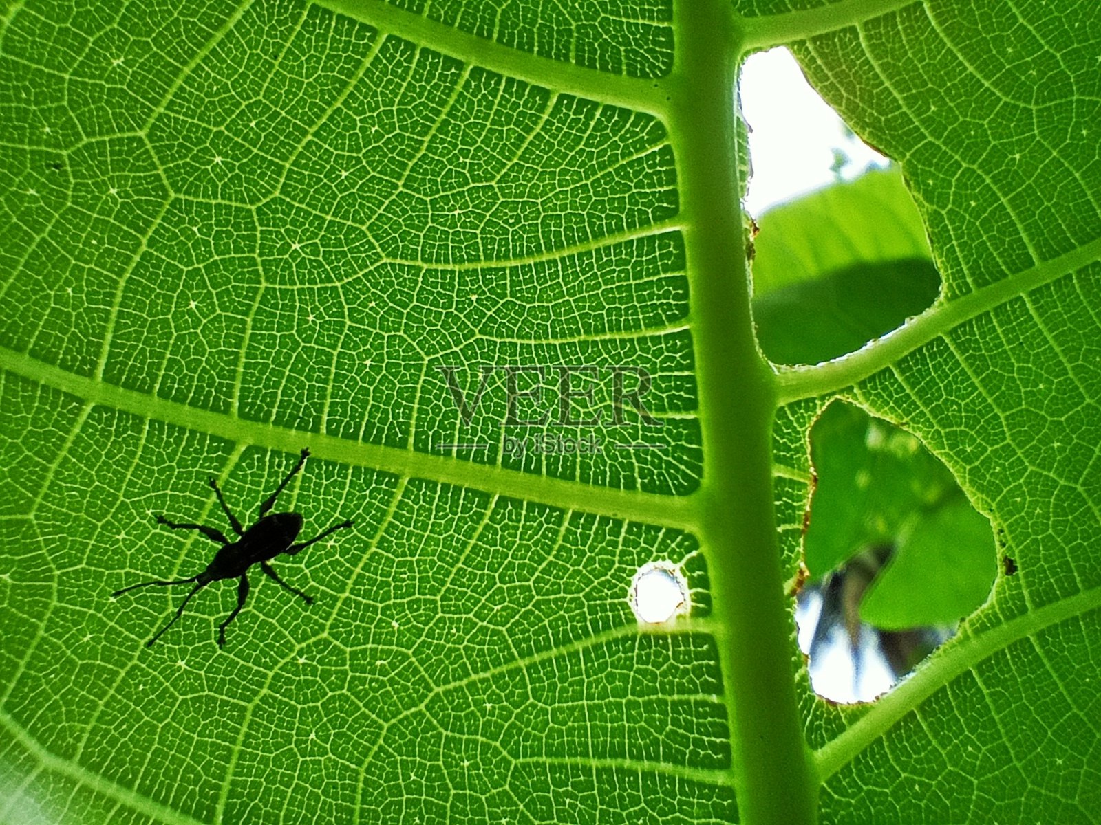 小甲虫躲在中空的树叶里照片摄影图片