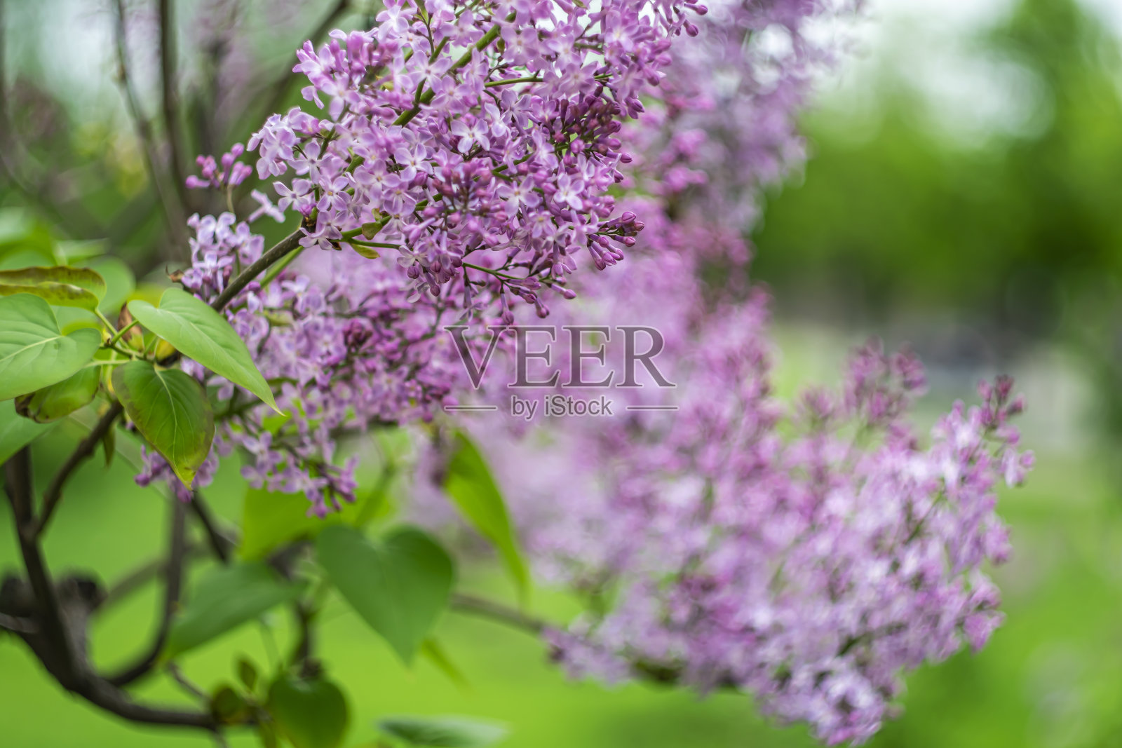 淡紫色。照片摄影图片
