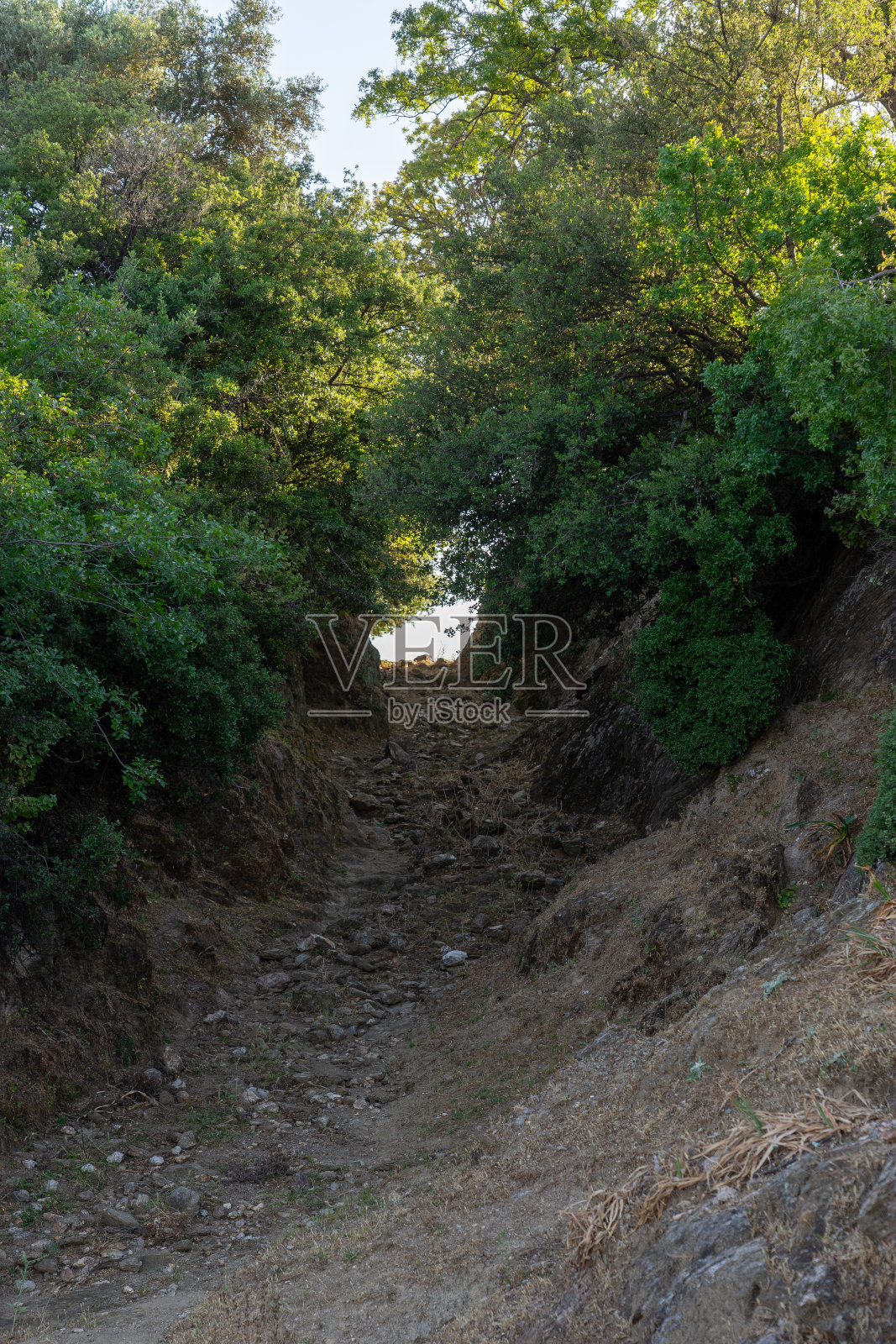 穿过森林中高大的常青树向上走的一条狭窄的徒步小径或徒步路线。照片摄影图片