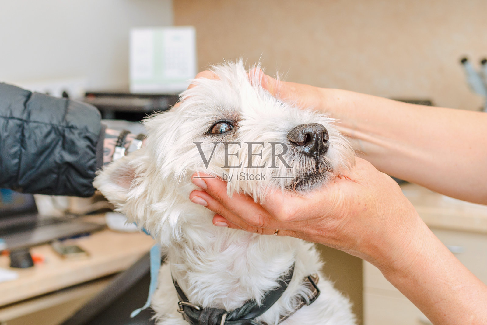 一位专业兽医在她的兽医诊所检查一只年轻的白色凯恩梗狗的眼睛。照片摄影图片