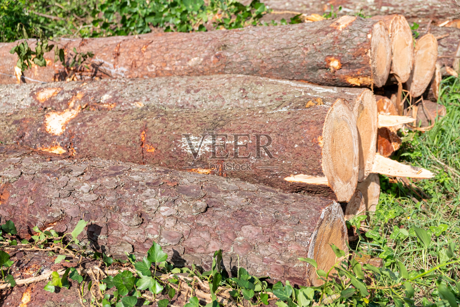 砍下并堆放松木、木桩照片摄影图片