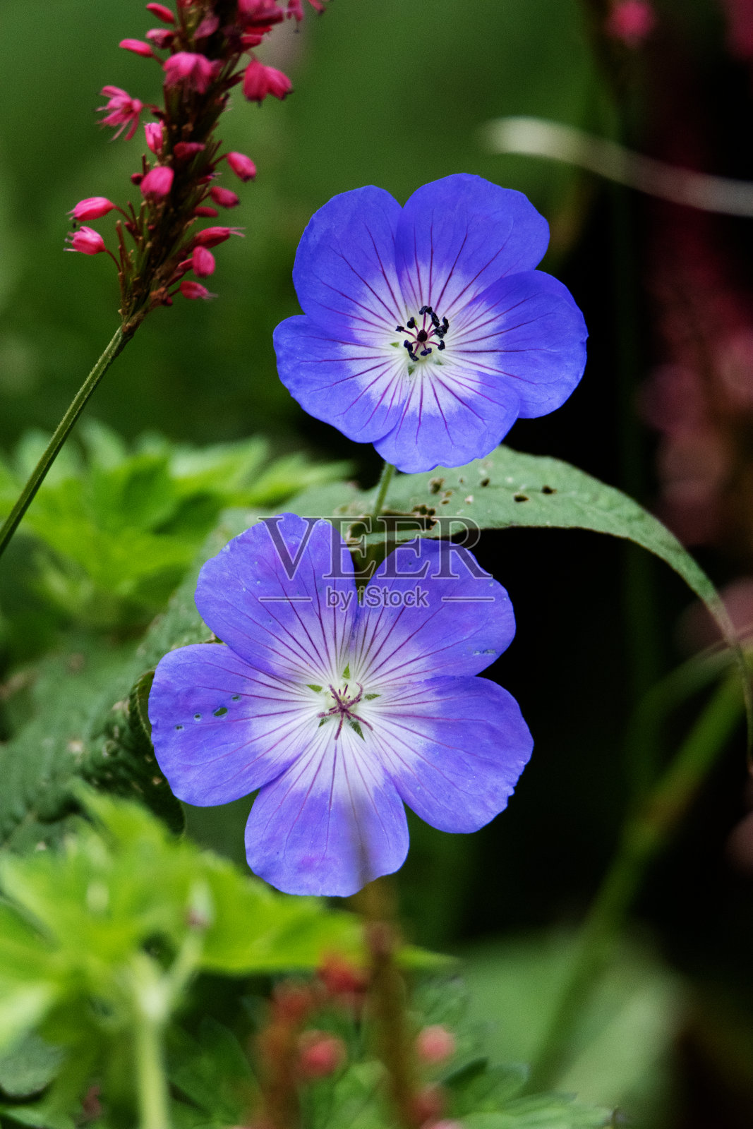 天竺葵花分离在一个自然的绿色背景照片摄影图片