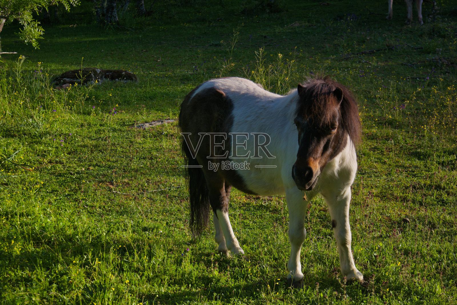 马,动物,户外,自然,繁殖,农场,景观,植物,春天,颜色,照片摄影图片