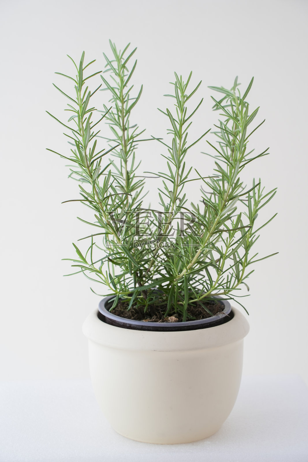 迷迭香照片摄影图片