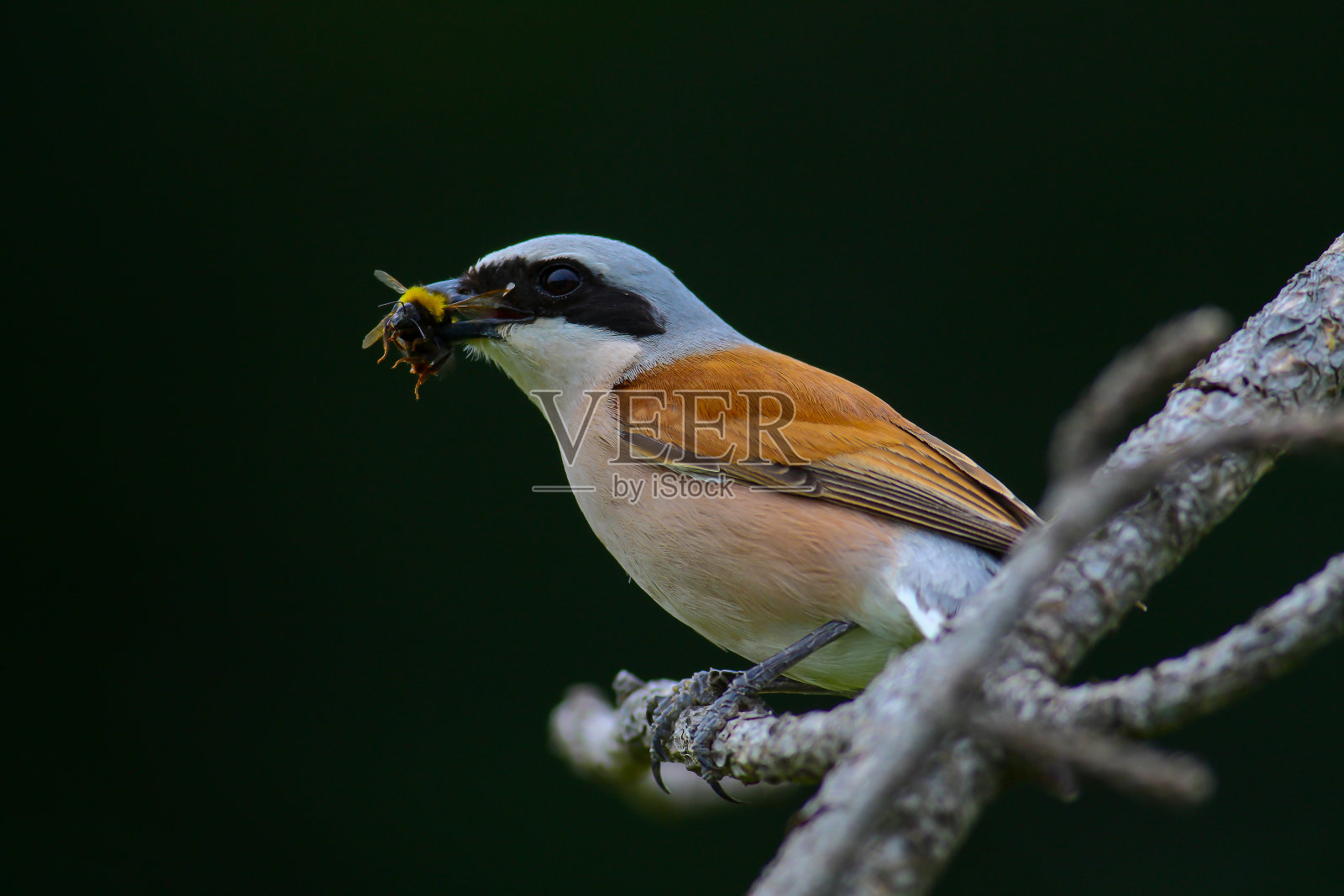 Lanius collurio照片摄影图片