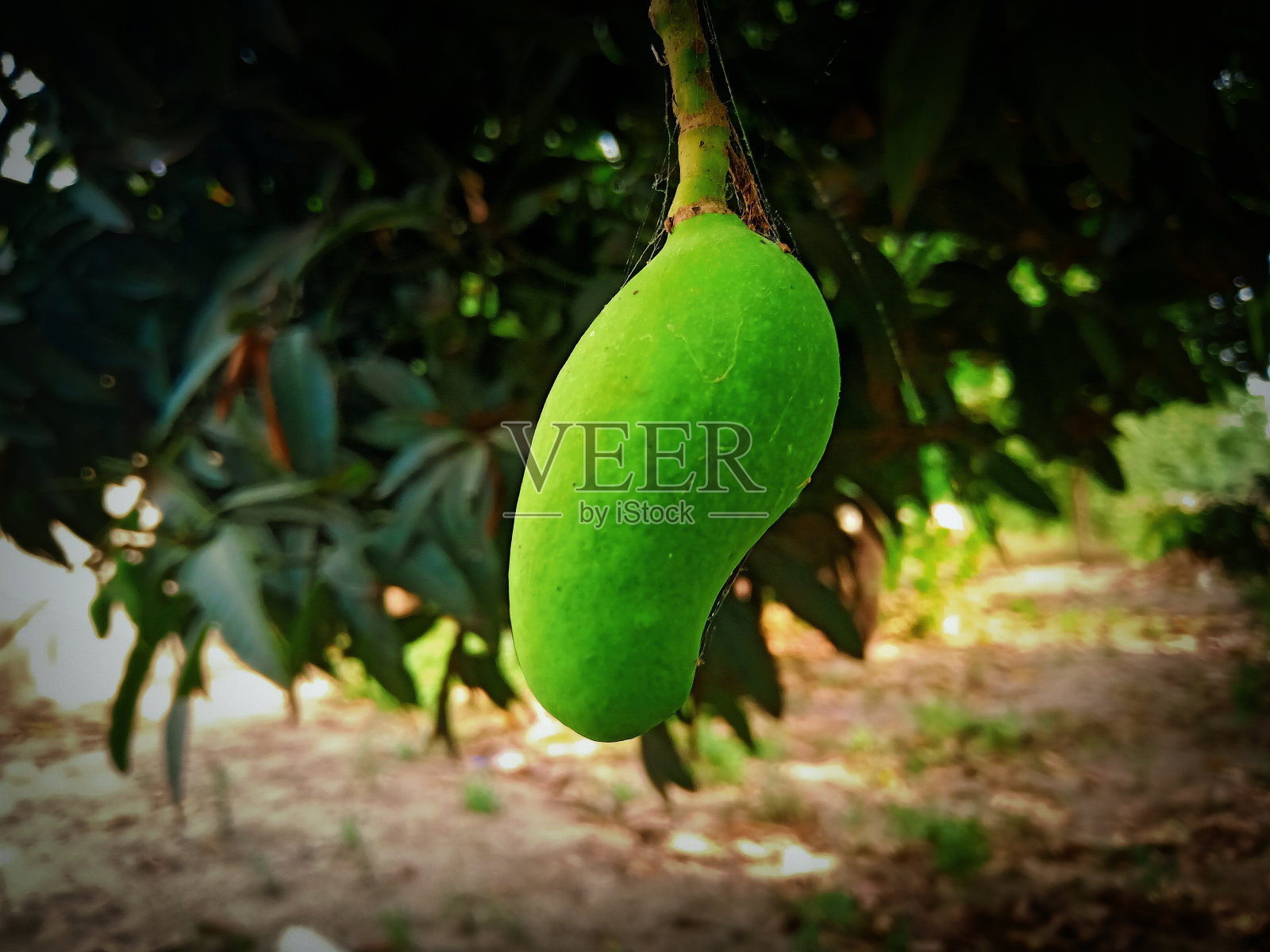芒果照片摄影图片