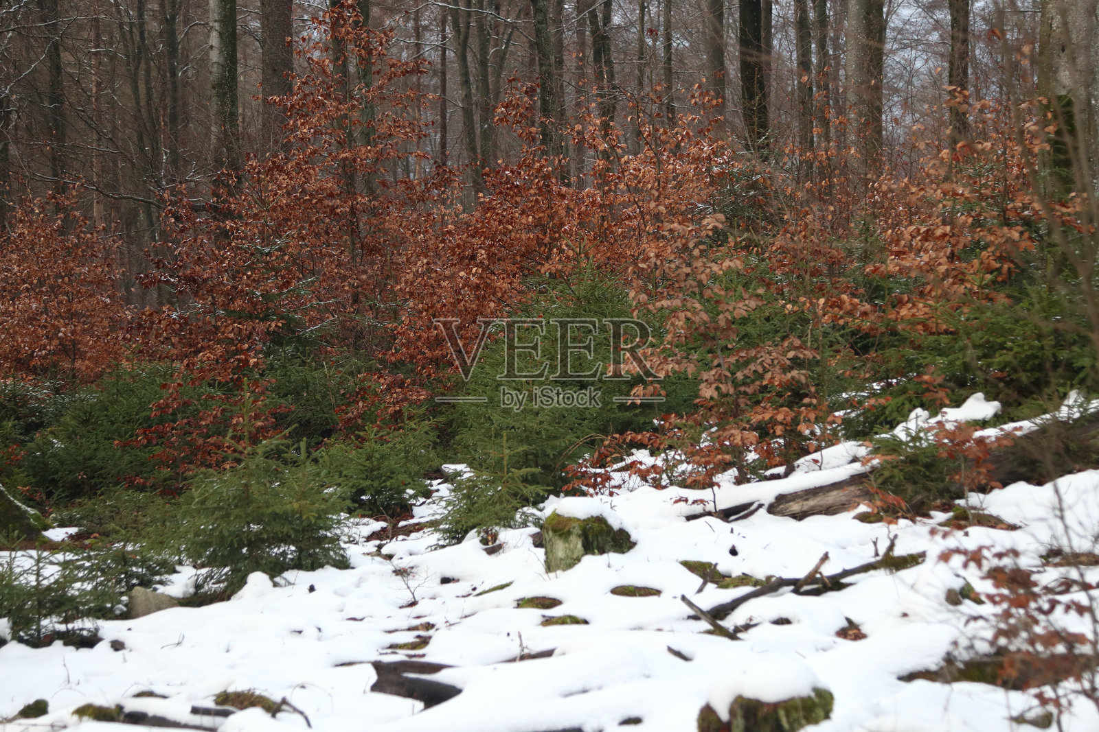 Hunsrueck-Hochwald国家公园照片摄影图片