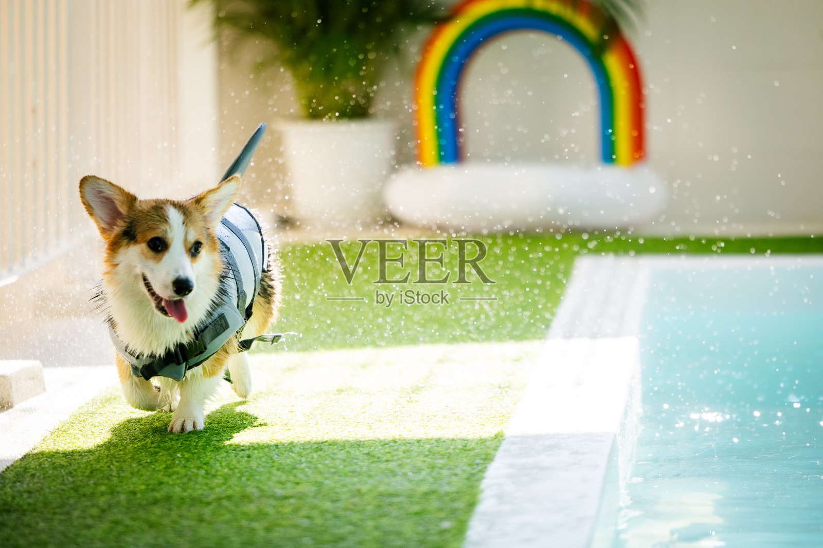 柯基小狗穿着泳衣他们在游泳做理疗。照片摄影图片