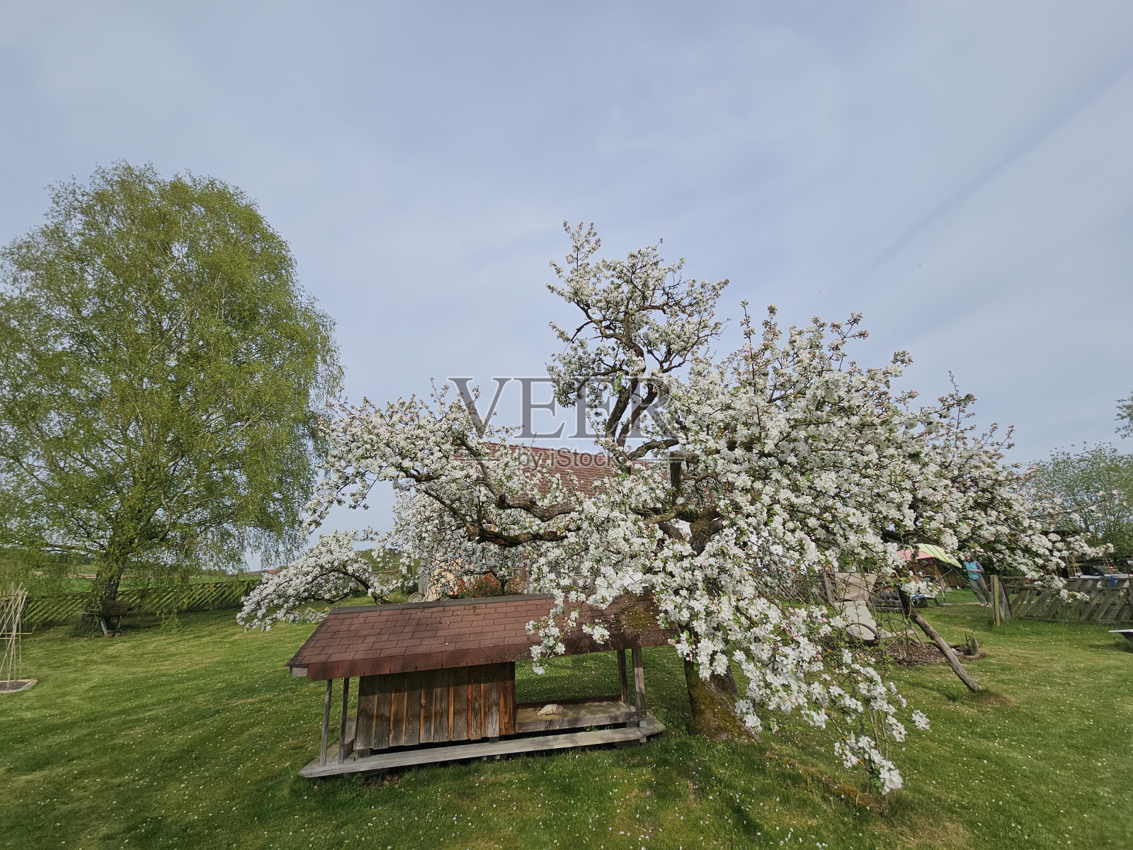 盛开的苹果树照片摄影图片