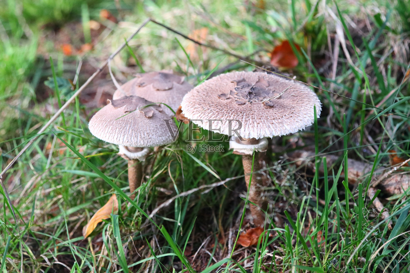 高大环柄菇照片摄影图片