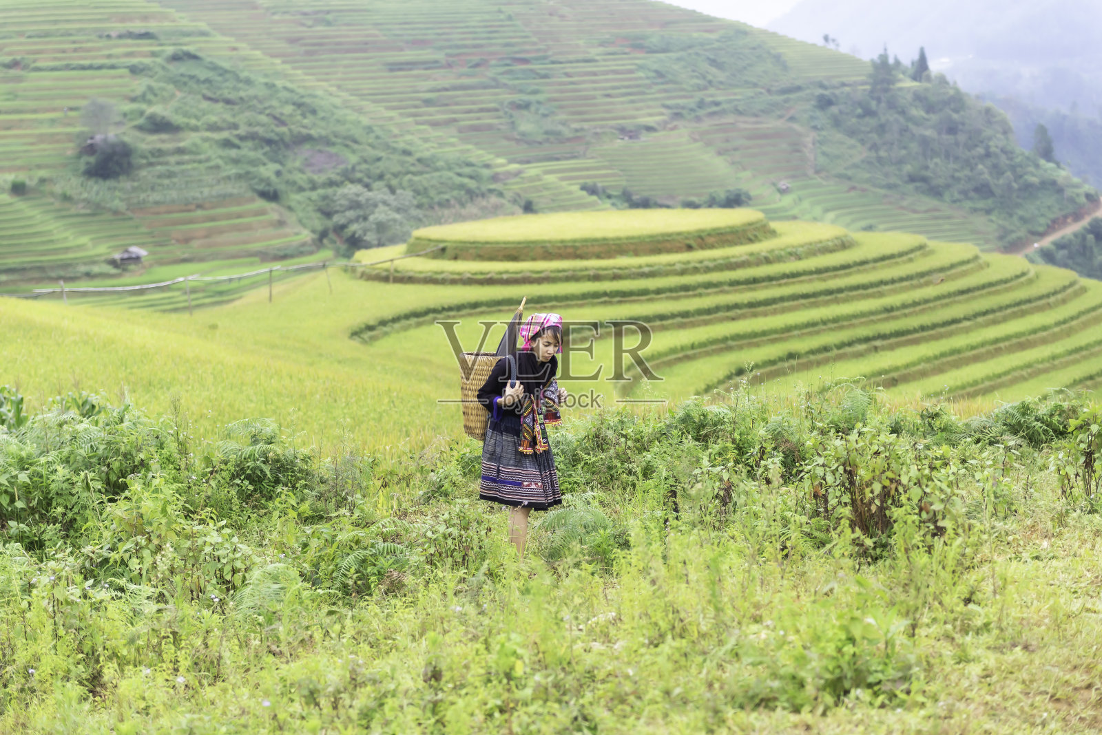 身着越南传统服装的妇女走在稻田里照片摄影图片