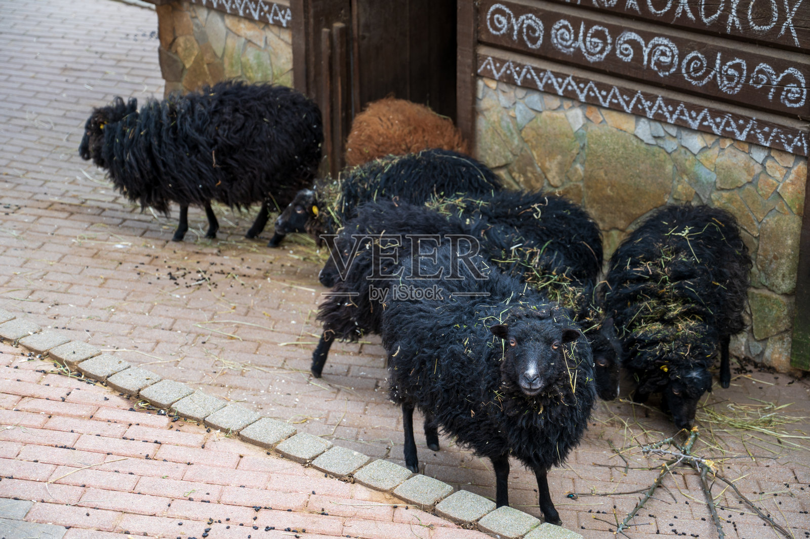 被稻草弄脏的黑羊站在院子里。照片摄影图片