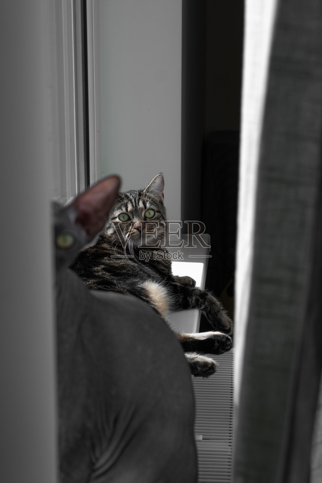 猫照片摄影图片