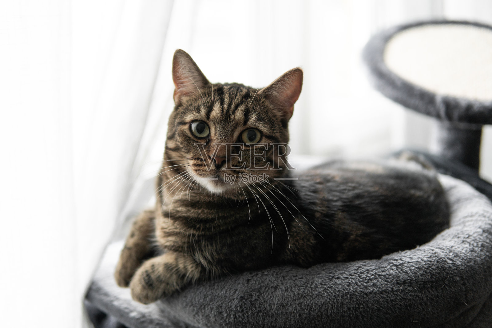 猫照片摄影图片