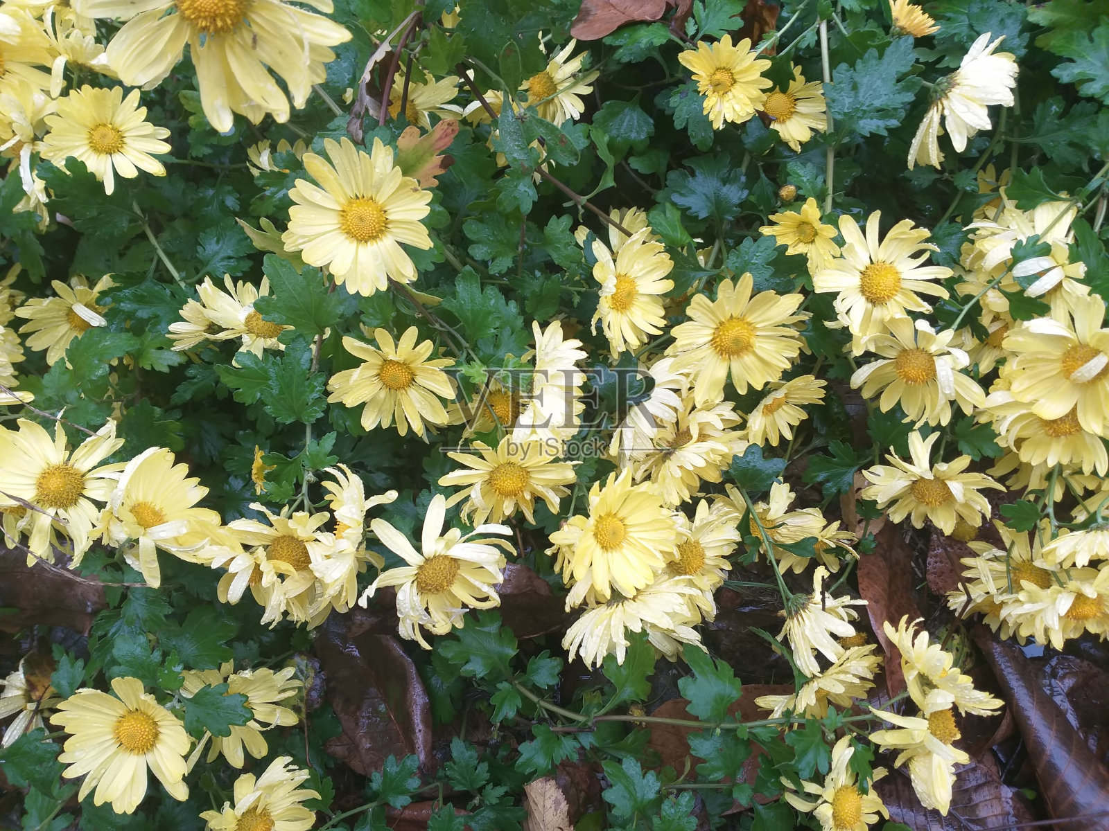 黄菊在绿叶中照片摄影图片