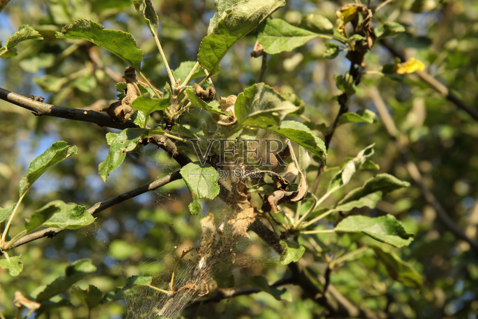 染上病网的苹果树枝。貂皮痣的流行照片摄影图片