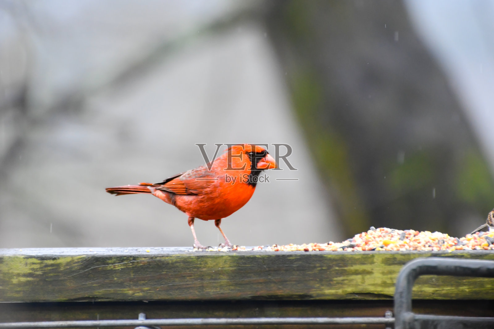 冬天,阿拉巴马州伯明翰,鸟儿在木栏杆上吃种子——雄性红衣主教照片摄影图片
