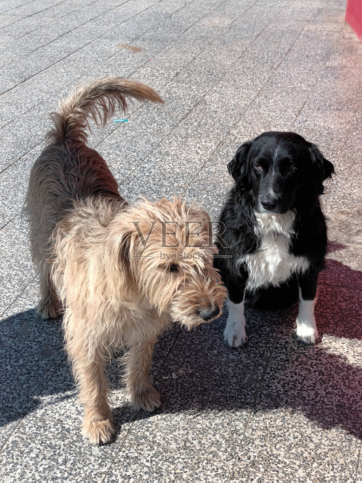 两条狗。棕色和黑色流浪狗的友谊照片摄影图片