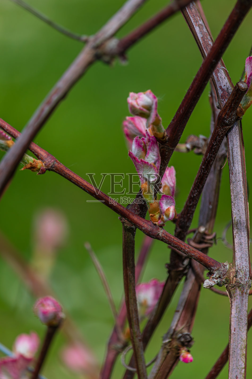葡萄的子房,葡萄的嫩叶,伊莎贝拉葡萄,葡萄会开花照片摄影图片
