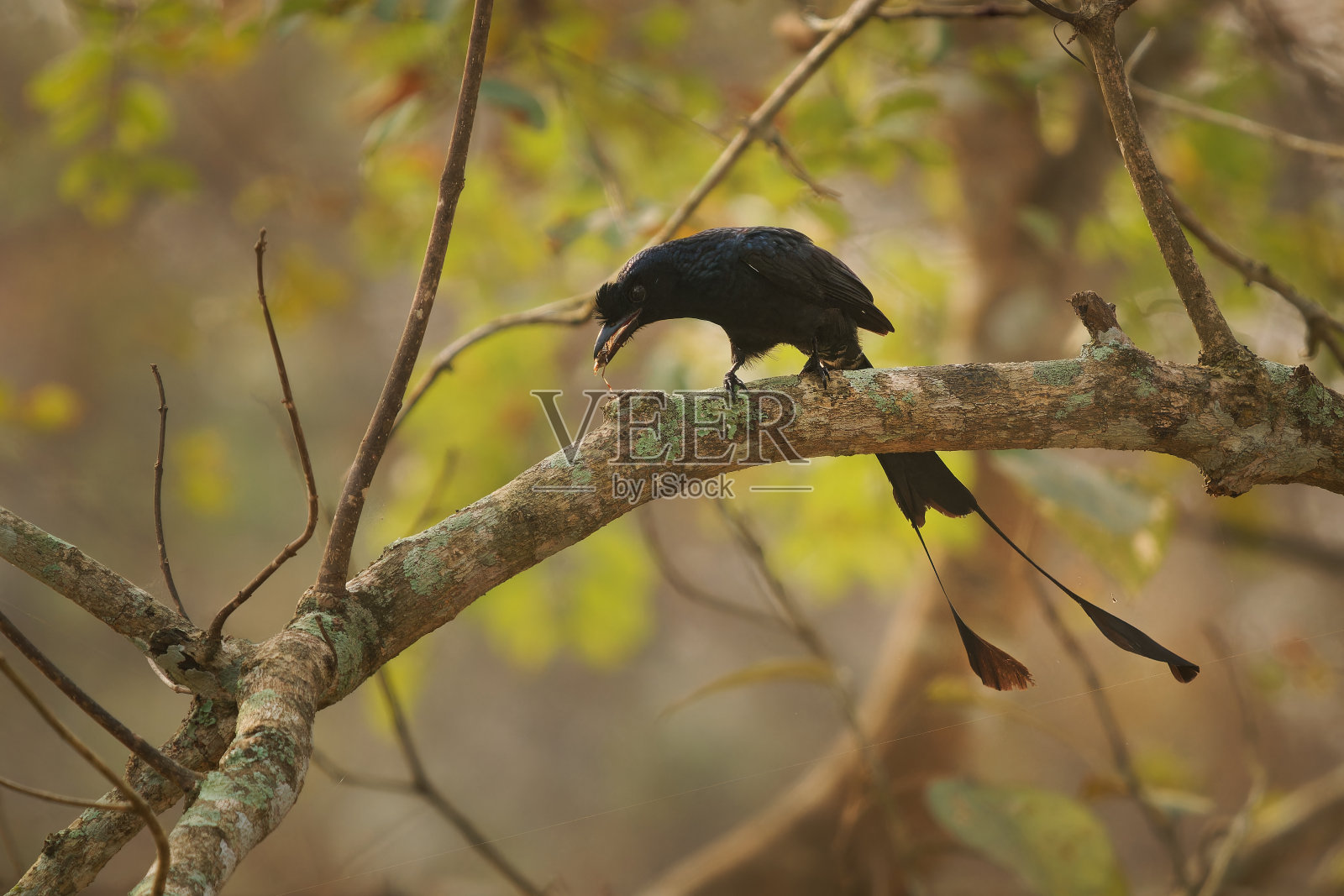 大网尾龙尾,亚洲鸟类,长有细长的外尾羽,蹼仅在尖端,网尾龙尾科。黑色的鸟,长着长长的尾巴,捕食昆虫照片摄影图片