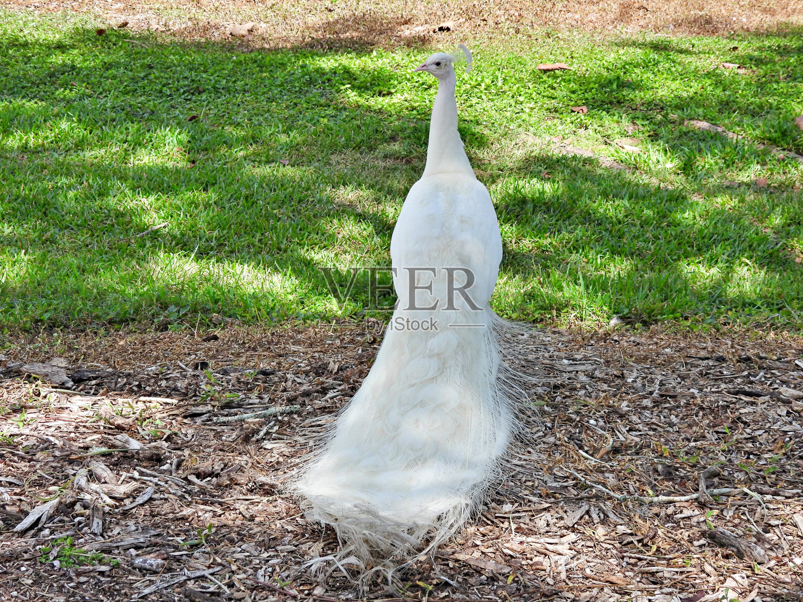 白孔雀(Pavo cristatus) -侧面,后视图照片摄影图片