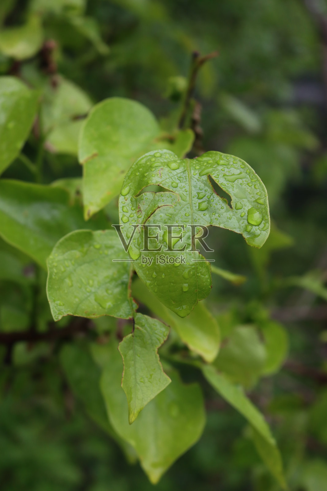 刚长出新叶的红木树被冰雹破坏照片摄影图片