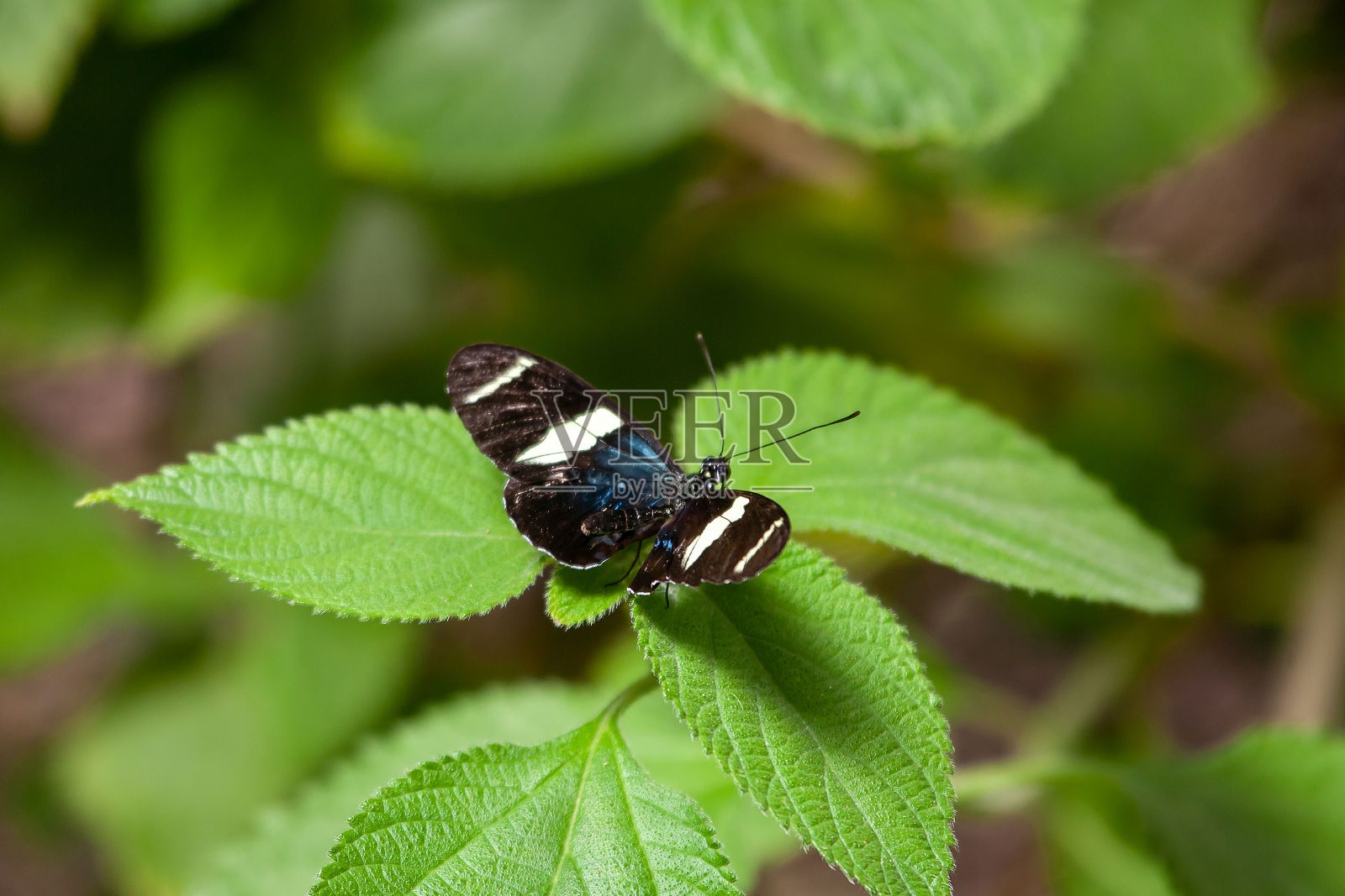 长翅蝴蝶,Heliconius Sara,在一株植物上照片摄影图片