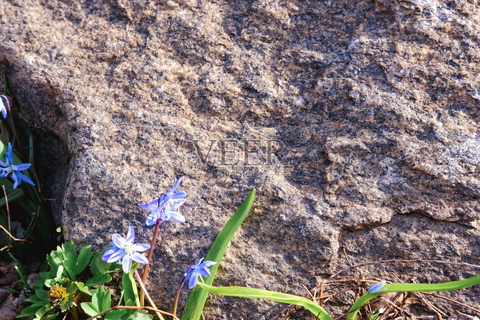 蓝色的花和石头禅宗水疗在灰色的背景照片摄影图片